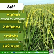 เมล็ดพันธุ์​ข้าว​ ข้าวเจ้า 5451 นาปี นาปรัง ไม่ไวแสง เมล็ดนิ่ม หนีน้ำ ทนดินเปรี้ยว 1-25 กก. คูลเกษตร