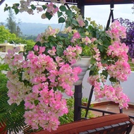 ต้นเฟื่องฟ้าแคระ เมล็ดดอกไม้ Mix Color Dwarf Bougainvillea flower seeds Climbing plants Flowering in