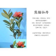 心栽花坊-熊貓仙丹(3吋)售價40特價35