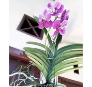 Bibit anggrek vanda - vanda remaja