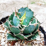 AH BENG GARDEN: Agave Titanota White Whale 'Hakugei'  龙舌兰 -白鲸严龙