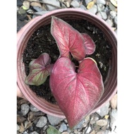 RED GUARDIAN CALADIUM keladi