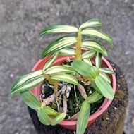 日本長生蘭Dendrobium moniliforme " 銀河 "(罕見~葉藝極美)個體優