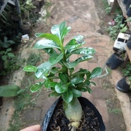 (Terbaik) Bonsai Adenium Arabicum-Bibit Tanaman Bonsai Adenium