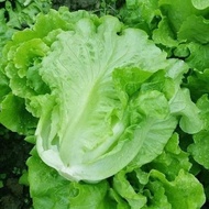 Italian F1 heat-resistant lettuce seeds have high yield and are resistant to pests