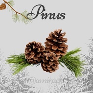 ConePine Dried Pine Seed/s Pine Fruit/s Photo Props