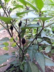 Bibit cabai rawit ungu/cabe rawit ungu