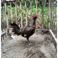 Telur Fertil Telur Tetas Ayam Aduan Pama IQ X Pama