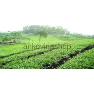 100g Thai Nguyen green tea powder