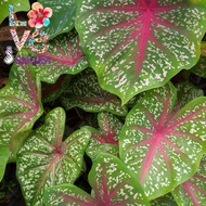 Caladium Red Star - Multi Size / Package (Keladi)