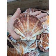 Large size brown seashells decorate fish tank miniatures ~8-11 cm