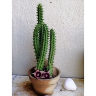 Cactus/ Huernia stapelia succulent