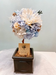 Miss。花謎 【若藍】花球樹 小圓樹 開幕花禮 盆花 名片座