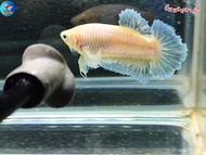 ปลากัดหูช้าง แฟนซี (เพศผู้) ส่งฟรี! ปลายทาง! เกรดสวยงาม
