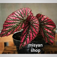 Spesial Tanaman Hias Begonia Rex Walet/Pink