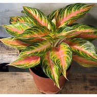 Biji Benih Rare Butterfly Aglaonema - 3 Seed
