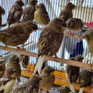 burung kenari jambul gloster jantan tinggal tunggu gacor NON COD