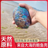 Natural Blue Abalone Shell Aquarium Fish Tank Creative Landscaping Mediterranean Ornament Abalone Sh