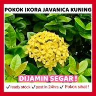 RINA • pokok Ixora Javanica kuning • tahan lasak bunga yellow flower taman tumbuhan hiasan luar plan