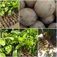 Bibit pohon buah Duku Palembang okulasi atau cangkok Super murah duku manis super murah berkualit