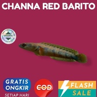 Terbaru Channa Cana chana red Barito original hiasan aquarium 5-7cm