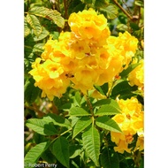 MNR - Tecoma Stans Yellow Live Plant