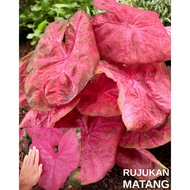 KELADI UBI BENIH CALADIUM USA (FANNIE MUNSON) BONGGOL THAILAND HIASAN BIJI VIRAL BAJET MURAH TUBER BULB SEEDS ANYA AROID