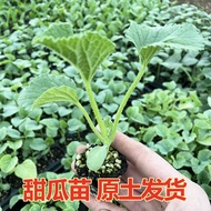 Ready Stock Quick Shipment Melon Seeds Daquan Emerald Claw Honey Small Melon Cantaloupe Old Varietie