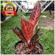 Bonggol Ori Aglonema Pride Of Sumatra Red Sumatra POS