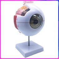 6X Enlarged Human Eye Anatomical Model,Anatomically Accurate Eye Model Human Eye Anatomy for Science