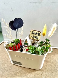 多肉組盆 多肉植物 吉卜力 魔女宅急便 吉吉 ジジ 黑貓 植物盆栽