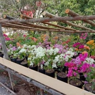 [New] bibit tanaman hias bunga bougenville 2 - 3 warna batang besar