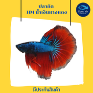 ปลากัดฮาพมูน สีน้ำเงินหางแดง Half-moon blue - red มีประกันสินค้า