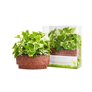 Botanicaire English Ivy Plant Sushi