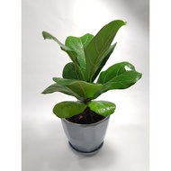 [Indoor Plant] - Fiddle-leaf fig /  琴叶榕