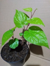 Pohon Herbal Sirih Hijau / pohon sirih hijau / bibit sirih hijau