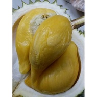 [🔥RARE PLANTS 🔥]ANAK POKOK DURIAN HIJAU BESERAH D145 KLON PREMIUM RARE MURAH [🔥READY STOCK🔥]