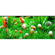 Algae Cleaner Ramshorn x10