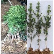 罗汉松树苗米叶雀舌小苗绿植盆栽盆景苗南北方种植现货 F81F