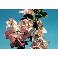5 Biji Benih Bunga Kertas Yuyu (Light Blue) BOUGAINVILLEA Flower Seed - 5 Seed