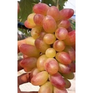 pokok anggur impot variety TRANSFIGURATION genjah (mudah berbuah)/anak pokok anggur