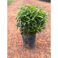 Pokok Ervatamia Dwarf / Tabernaemontana Divaricata / Outdoor Plant