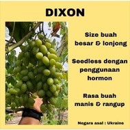 Keratan anggur/grape premium: everest/dixon/angelica