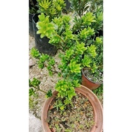 黑珍珠罗汉松苗 black pearl pordocapus