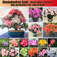 100% Original 35pcs Japanese Rhododendron Seeds Camellia Azalea Flower Seeds Fast Grow Azalea Bonsai