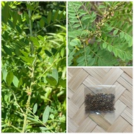 Indigofera Forage Grass Seeds