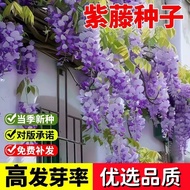 Wisteria Seed Double-Petaled Wisteria Flower Seed Flower Seed Climbing Vine Plant Flower Seed Low Wi