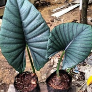 jual bonggol alocasia nebula /ALAT PERTANIAN/TAMAN