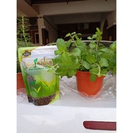 Mint life plant anak pokok mint