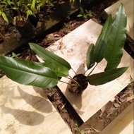 Keladi Hutan small size